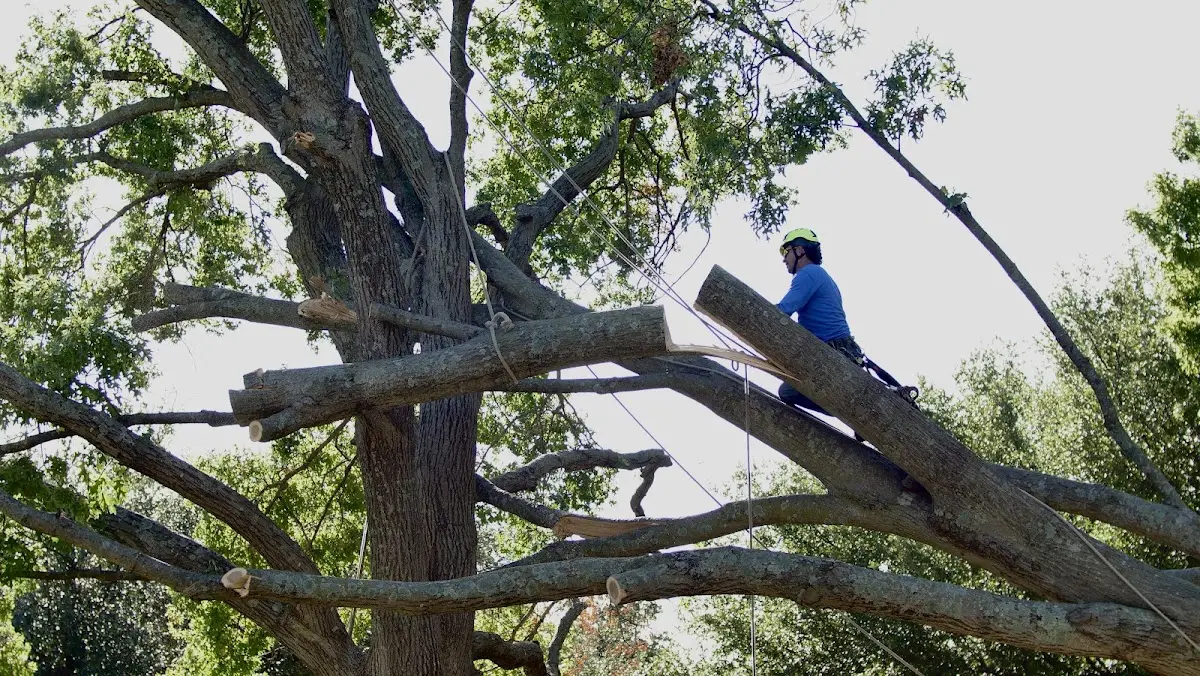 Professional Hazardous Tree Removal performed by certified arborists in Sierra Blanca