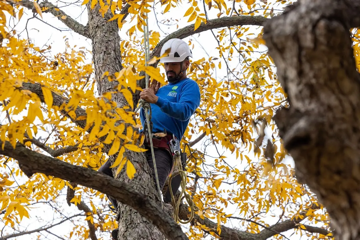 Skilled Tree Pruning crew working in Sierra Blanca