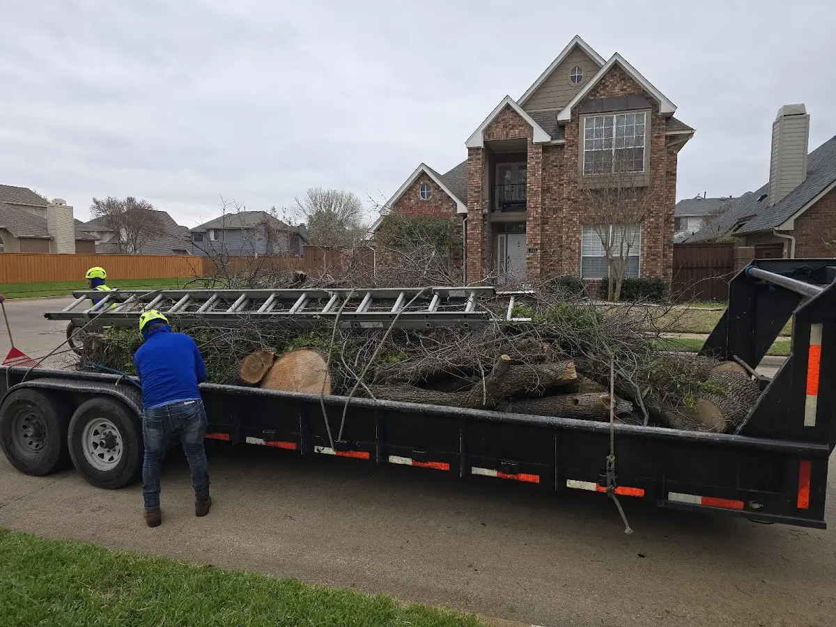 Expert Tree Removal with proper safety equipment in Sierra Blanca